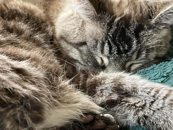 Samy, our ragdoll cat